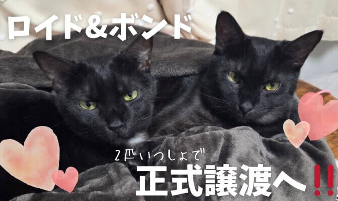 【大阪ねこ浴場】ロイド&ボンド、正式譲渡へ🐈‍⬛🐈‍⬛