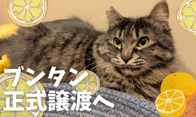 【大阪ねこ浴場】ブンタン正式譲渡へ🍊✨️
