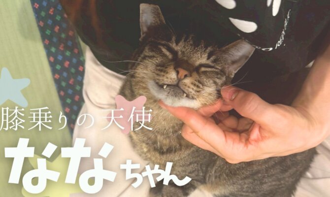 【大阪ねこ浴場】膝乗り天使のななちゃん🐈️🪽✨️