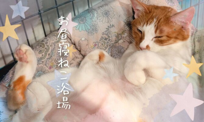 【大阪ねこ浴場】🌿おひるね猫浴場🌿