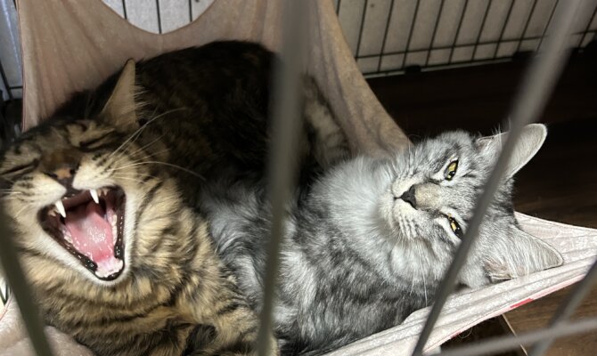 【お茶の水店】~さくら ももたろう~