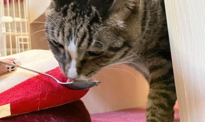 【お茶の水】〜マイキー〜