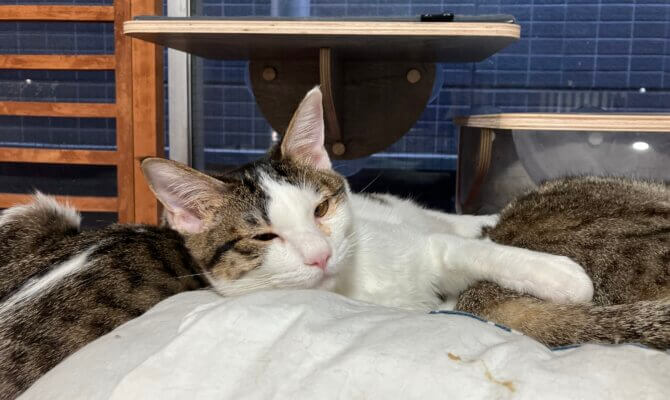 【お茶の水】〜モココ〜