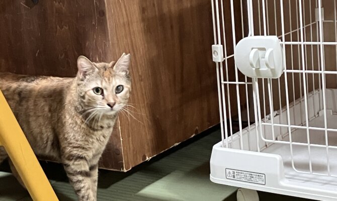 【お茶の水】〜クスクス〜