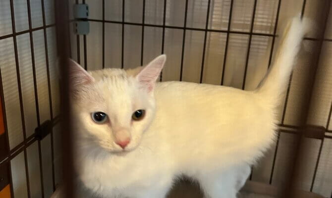 アマテラス＆イザナギが一緒にトライアル開始‼️