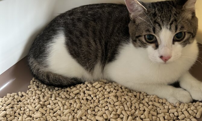 スサノオ＆ツクヨミが一緒にトライアルスタート‼️