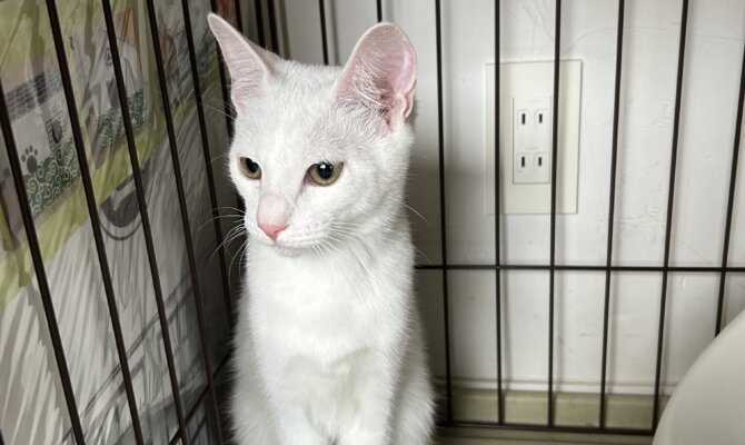 スサノオ＆ツクヨミが一緒にトライアルスタート‼️