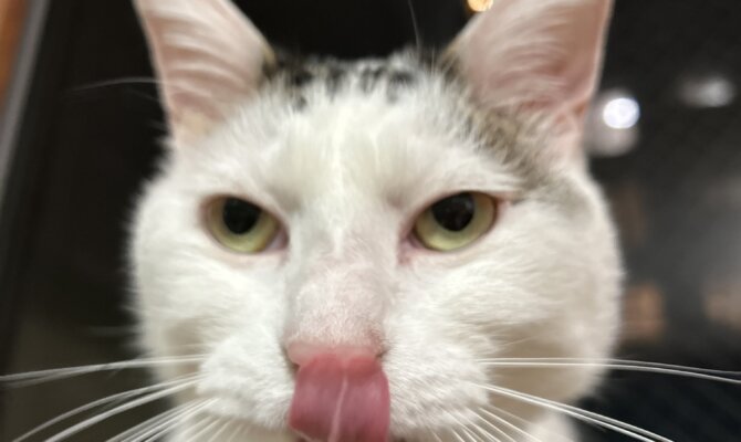 【お茶の水】〜レン吉〜