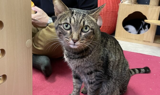 【お茶の水】〜キジ介〜