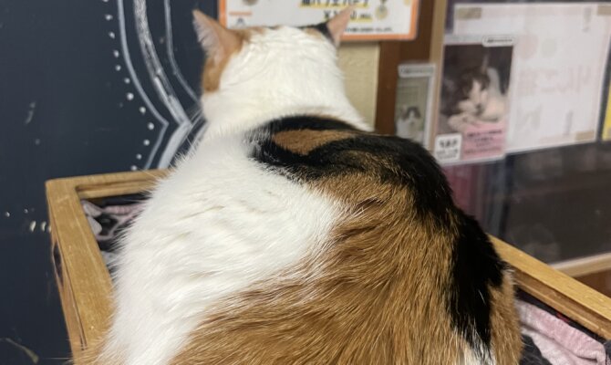 【お茶の水】〜こもび〜