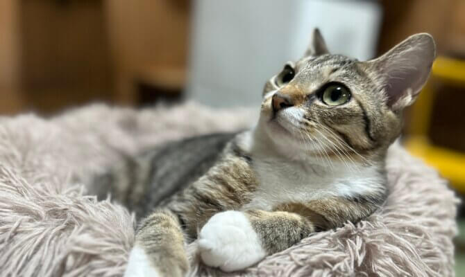 【お茶の水店】~ダリア~