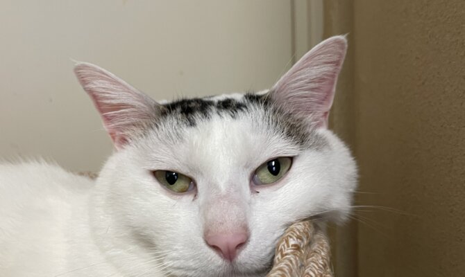 【お茶の水】〜レン吉〜