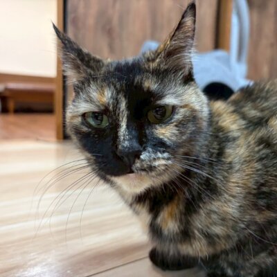 きすぎ　ひとみ【ちびびの森シェルター】