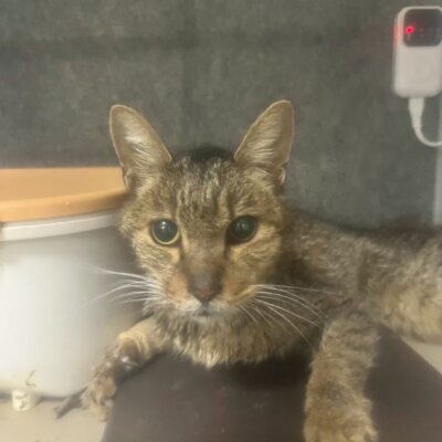 ホームパイ【ちびびの森シェルター】