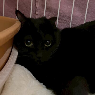 タアサイ【岐阜店】