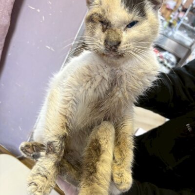 かまめし【ちびびの森シェルター】