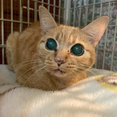 ビスク【ちびびの森シェルター】