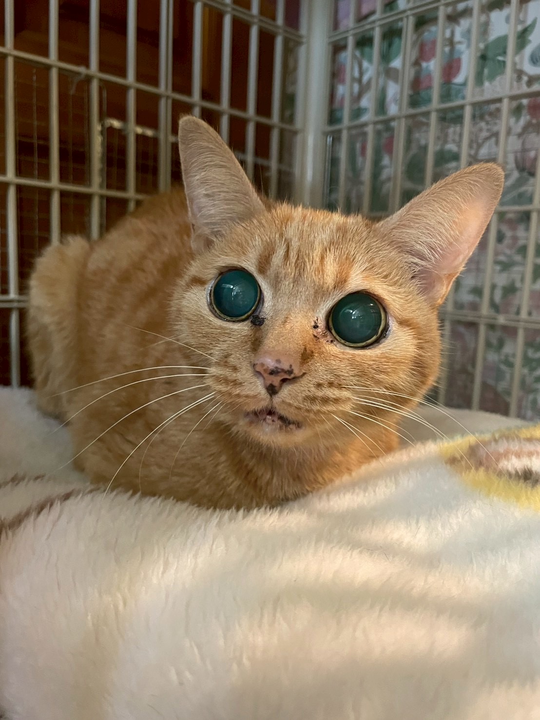 ビスク【ちびびの森シェルター】 | ネコリパブリック｜日本の猫の殺