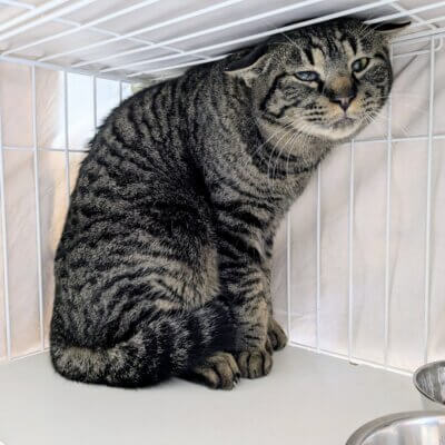 藤マドレーヌ【高円寺】