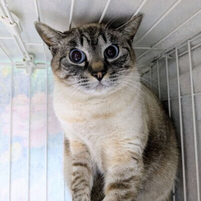 藤フィナンシェ【高円寺】