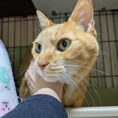 島ちゃこ【高円寺】