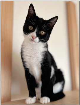 ピコラ【大阪TNTA部】➡ペコ