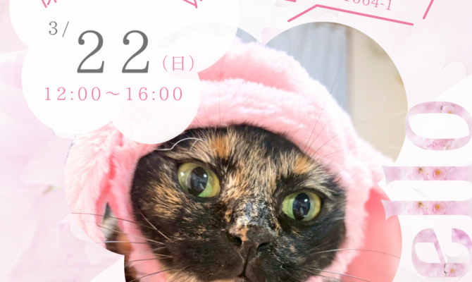 【岐阜】春のオアシスパークで保護猫と出会う｜桜の季節の譲渡会