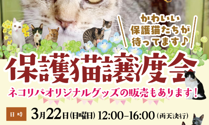 🌸桜咲け！春の保護猫譲渡会🌸
