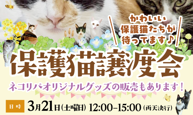 🌸来週末は保護猫譲渡会🌸in東京都小金井市