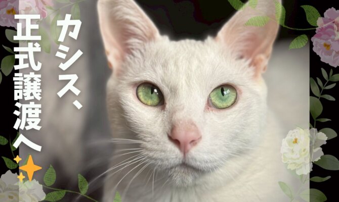【大阪ねこ浴場】カシス、ついに正式譲渡へ🫐✨️