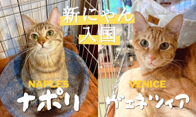 【大阪ねこ浴場】元気な新ニャン「ナポリ」&「ヴェネツィア」が入国🇮🇹✨️