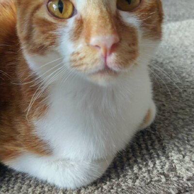 ピノ【大阪TNTA部】