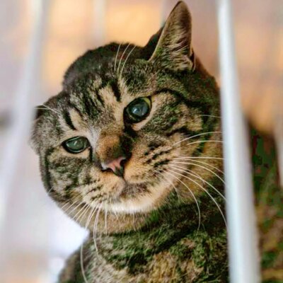 藤マドレーヌ【高円寺】