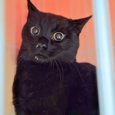 藤ディグレ【高円寺】