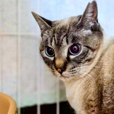 藤フィナンシェ【高円寺】