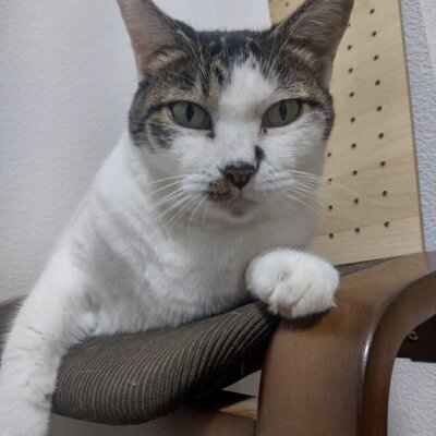 和泉【大阪ねこ浴場】