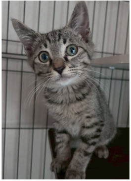 巧月【大阪TNTA部】