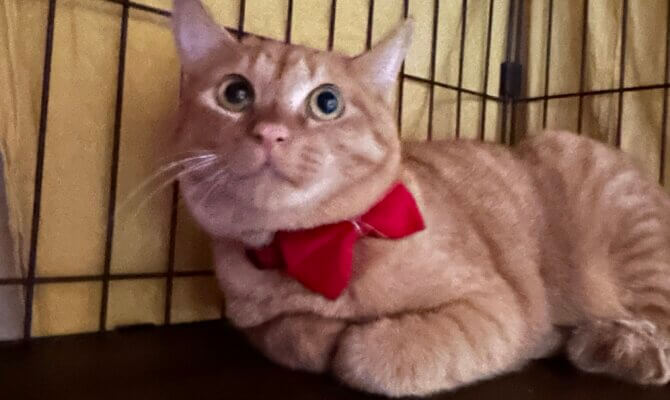 【お茶の水店】~マイティキック~