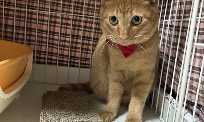 【お茶の水店】~マイティキック~