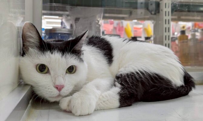 【お茶の水店】~チョビジュ~