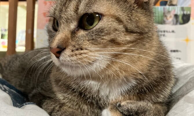 【お茶の水】〜ミスティスラッシュ〜