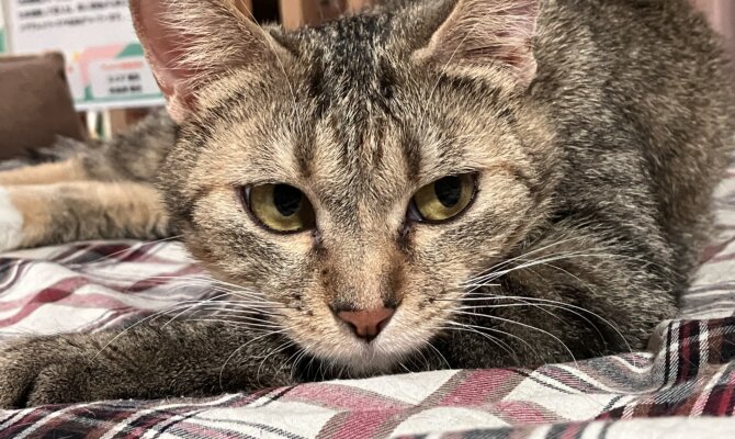 【お茶の水】〜ミスティスラッシュ〜