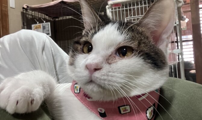 【お茶の水】〜モココ〜