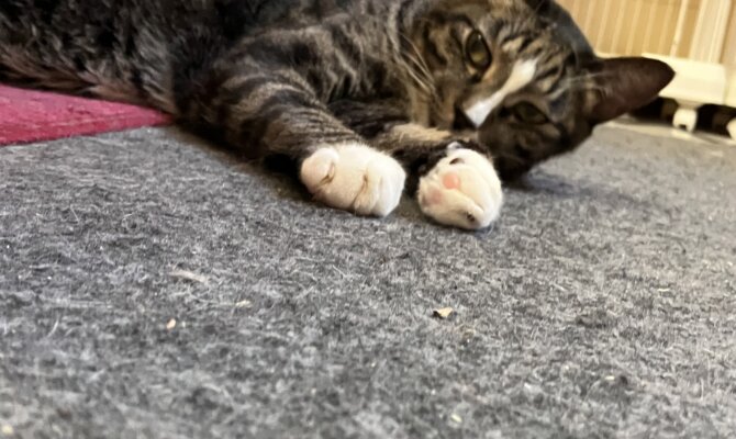 【お茶の水】〜マイキー〜