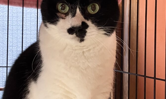 【お茶の水】〜藤りぼん〜