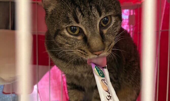 パクチョイがトライアルスタートです‼️