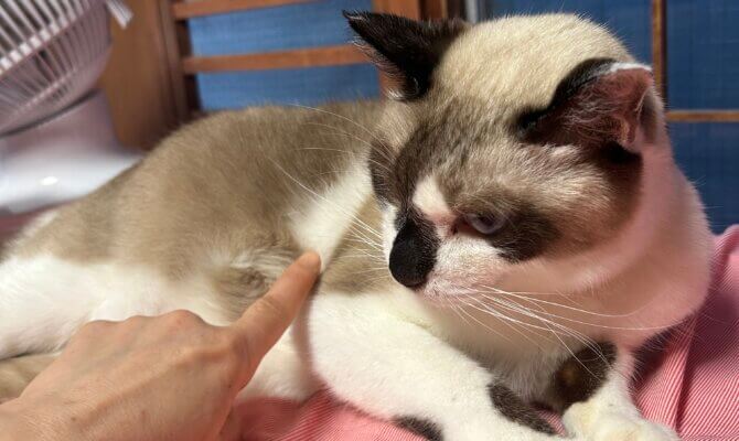 【お茶の水】〜ユリ雄〜