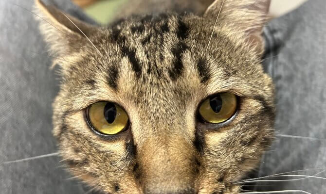 【お茶の水】〜カブ〜