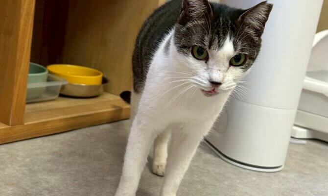 【お茶の水】〜ちまき〜