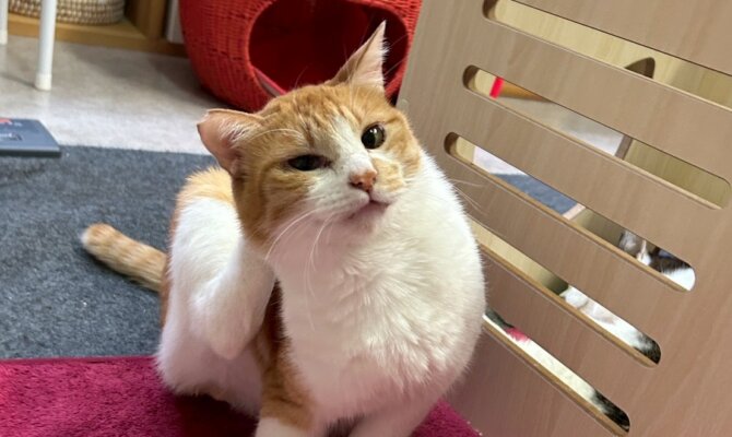 【お茶の水】〜やぎん〜